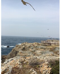 風に乗ったウミネコ | その他