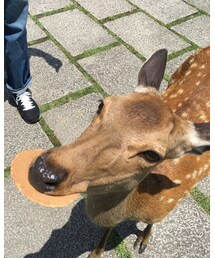 奈良、満喫その② | その他