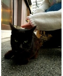 猫 にゃー | その他