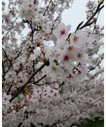 桜満開 | その他