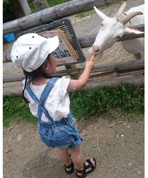 ヤギ | その他
