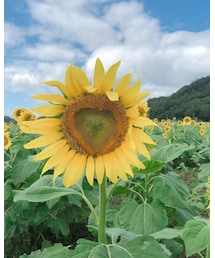 🌻 | その他