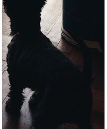 こつめちゃん | その他