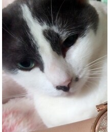 ぶぶた | その他