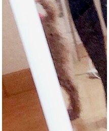 トイプードル | その他