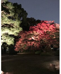 ライトアップ | その他