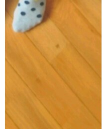 靴下屋 | ソックス/靴下