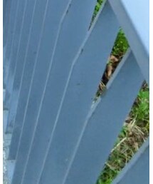 adidas Originals | シューズ