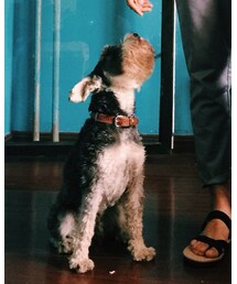 奥利奥 | トップス