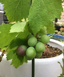 ブドウ🍇 | 我が家は旦那の趣味の多肉植物で占拠されている…(その他)