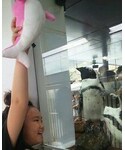 ピンクイルカに釘付け❤の「雑貨/ホビー(おもちゃ)」
