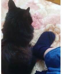🐱 | 愛猫ティー(その他)