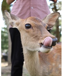 鹿さん | その他