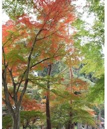 平泉 中尊寺 | その他