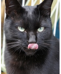 黒猫 | その他