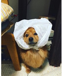 宝物 | その他小物