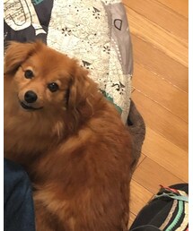 コチロー | その他小物