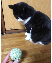 猫 | 飼い猫です(その他)