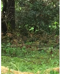 HIDEAWAYS NICOLE | デニムパンツ