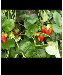 久能山でいちご狩り🍓 | ポスター/アート