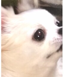 愛犬チワワ | その他
