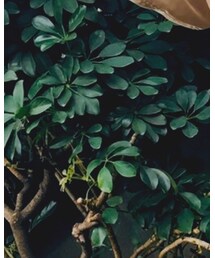 RALPH LAUREN | ナイロンジャケット