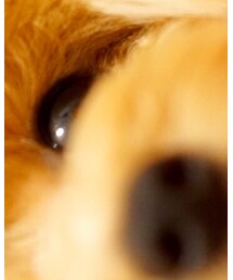 こぐまちゃん | その他