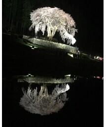 夜桜♡ | ラッピングキット