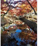 奈良公園 | (其他)