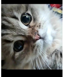 ネネちゃん🐈 | ミヌエット🐈(ペット用おもちゃ)