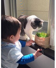 猫草争奪戦！👶🏻vs🐈 | その他