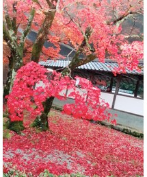 紅葉🍁 | その他