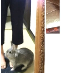 うさちゃん | おもちゃ