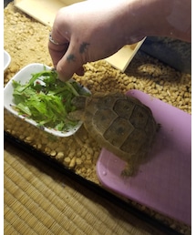 ひなたくん | 手から食べるようになったのー♥(その他)