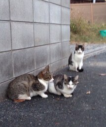 ネコちゃん | 散歩途中で見かけた猫の親子(その他)