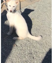 ピケ | その他