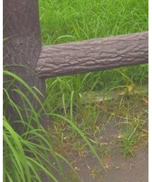 しまむら | サンダル