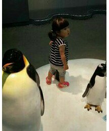 Penguin | ベルーガとペンギン模型がお気に入りでした(^-^)v(その他)