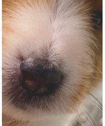 SHELTY | 財布/小物