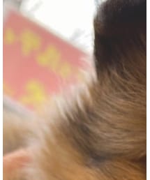 mimi | 財布/小物