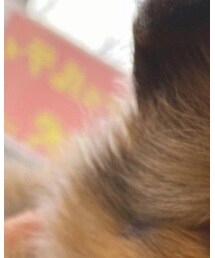 ずっとずっと | 財布/小物