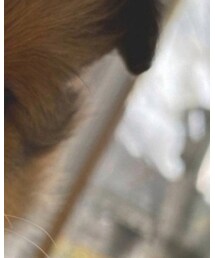 欲しくて、ついに | 財布/小物