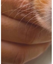 飼っちまったのよ | 財布/小物