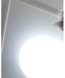 SHELTY | 財布/小物