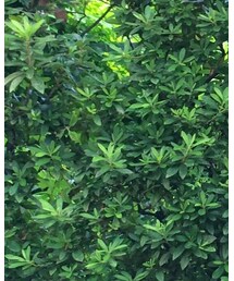 ZARA | デニムパンツ