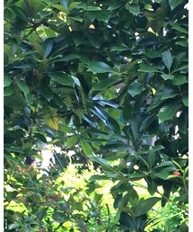 FOREVER 21 | タンクトップ