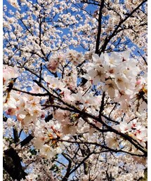 お花見1 | その他