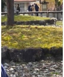 苔丸 | その他