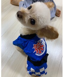 愛犬も祭♡ | その他