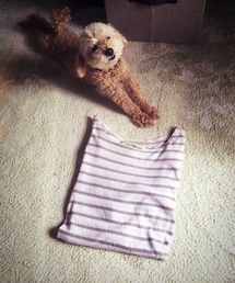 ボーダーTシャツ(Tシャツ/カットソー)